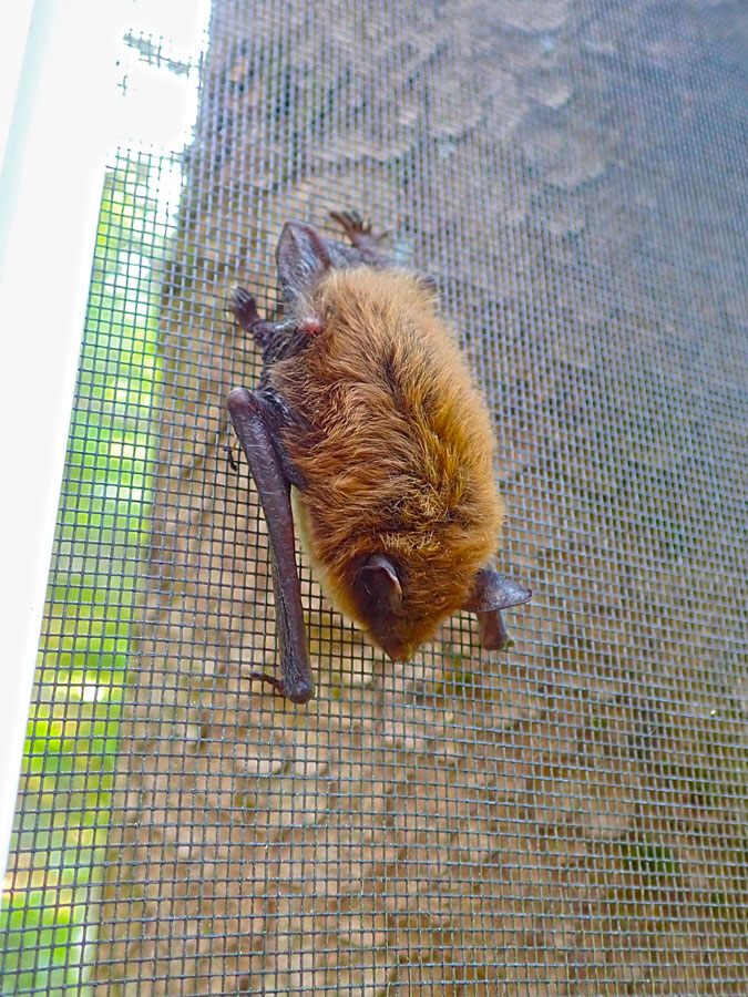 Little Brown Bat