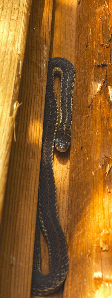 Eastern Garter Snake in the Woodpile